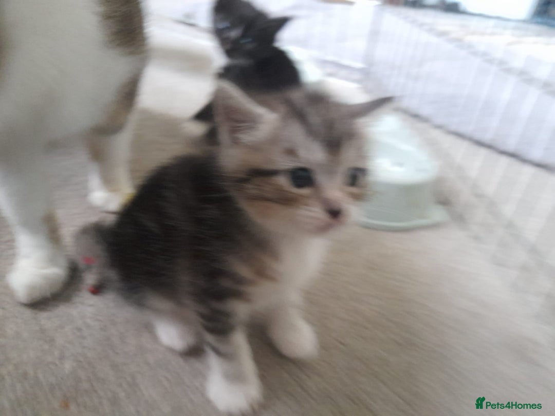 Bengal cats for sale: 4 kittens available  - Advert 9