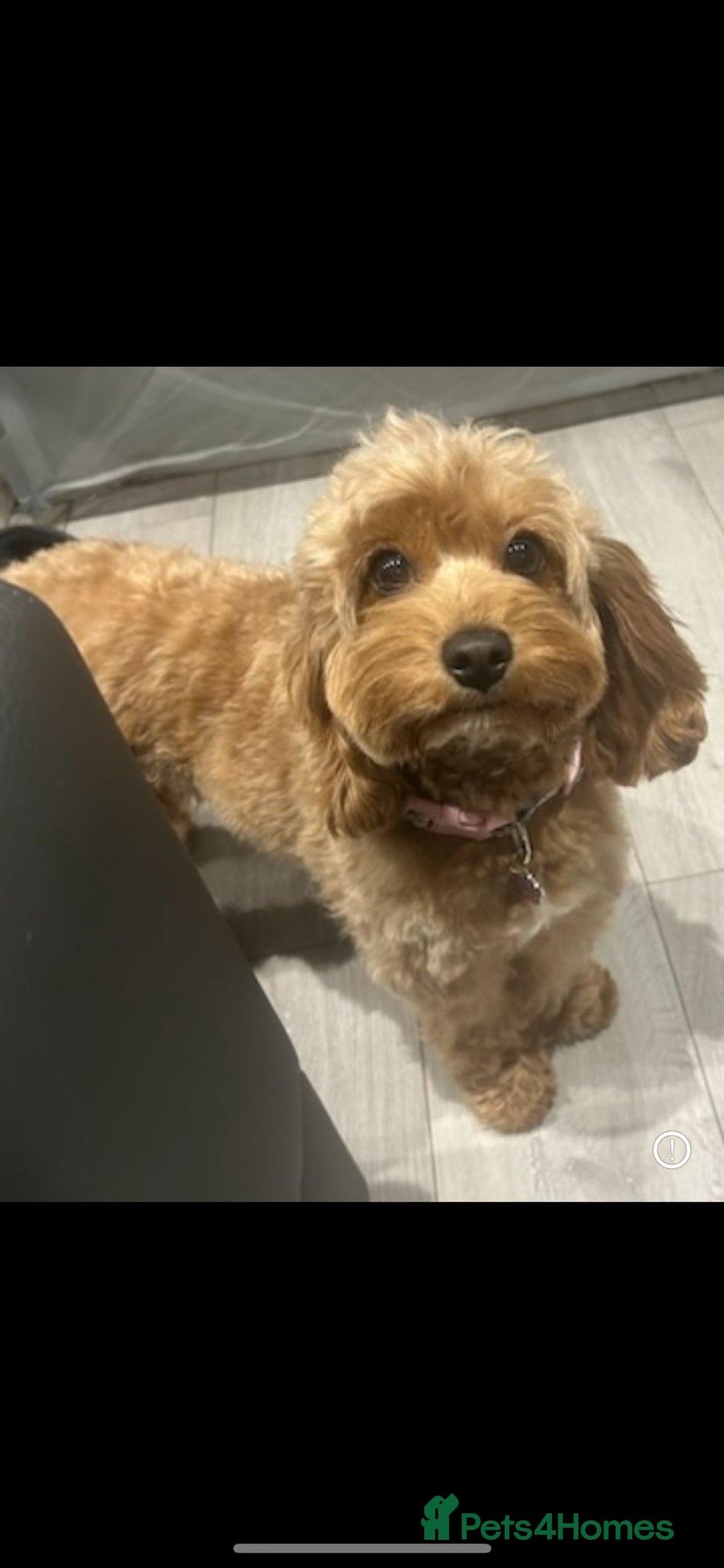 Cavapoo dogs for sale: Extensively health tested toy cavapoo puppies - Image 4