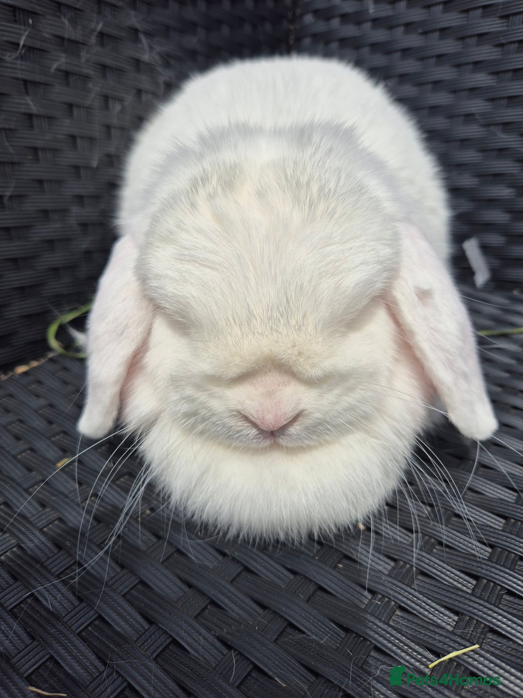 Mini Lop rabbits for sale: Mini Lops Bunnies. READ DESCRIPTION - Updated 22/7 in Chard - Image 35