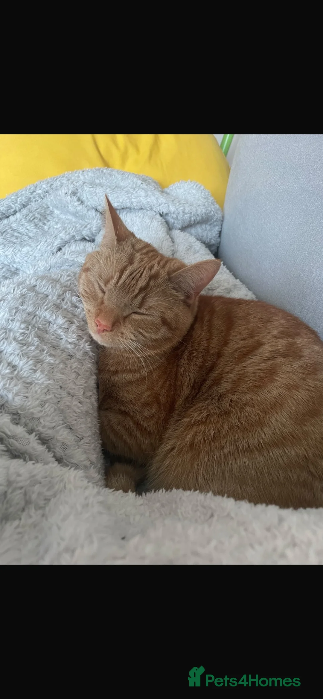 Mixed Breed cats for sale: Gorgeous ginger boy needing a home - Advert 1