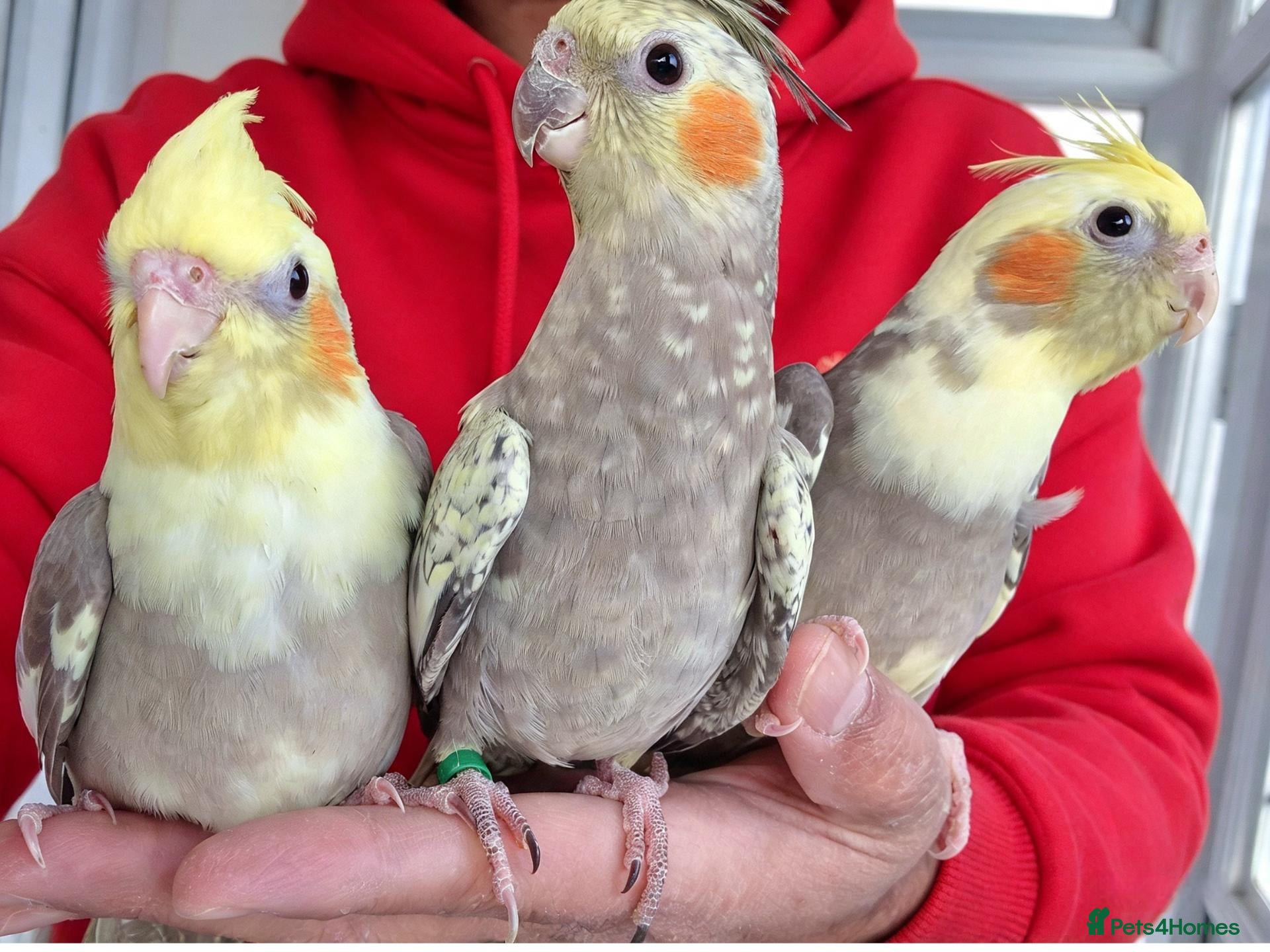 Cockatiels birds super silly hand tamed baby cockatiel - Advert 9