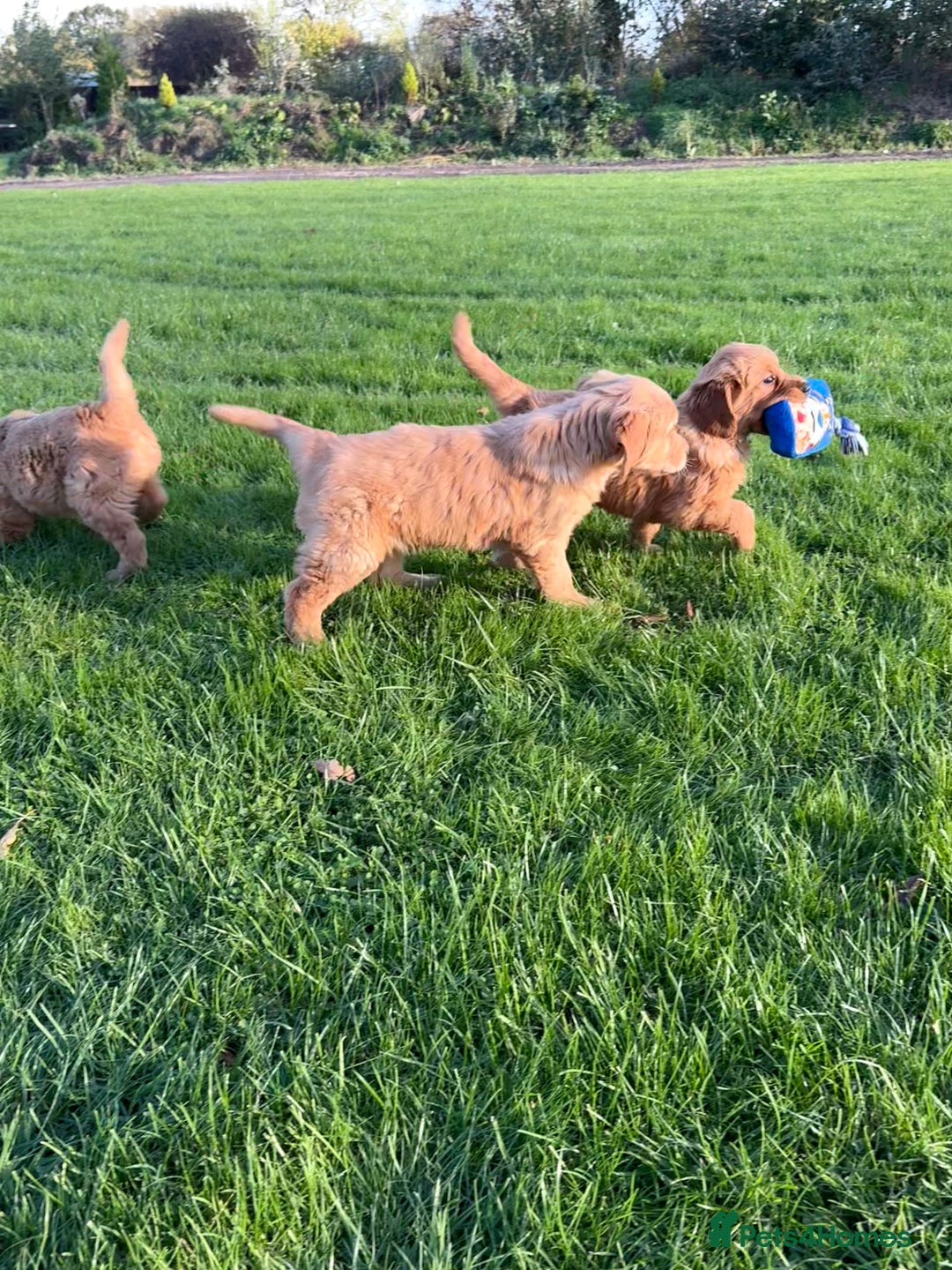 Golden Retriever dogs for sale: KC Registered Golden Retriever Puppies - Image 16