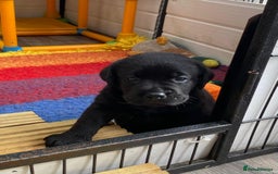 Labrador Retriever dogs for sale: Kc registered 5*breeder  - Image 1