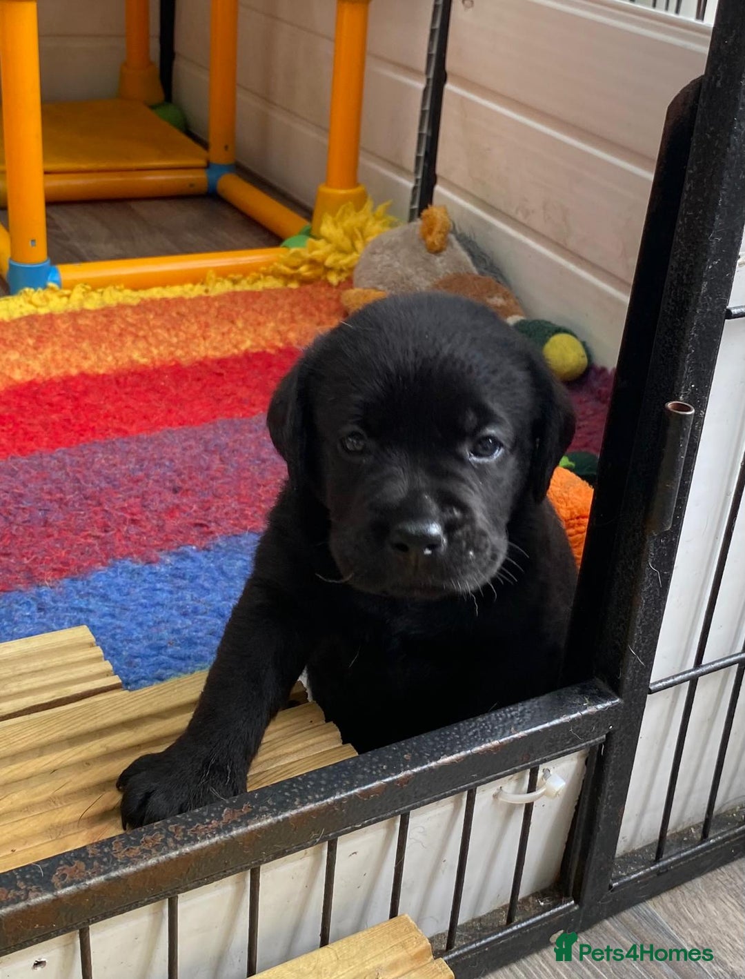 Labrador Retriever dogs for sale: Kc registered 5*breeder  - Image 1