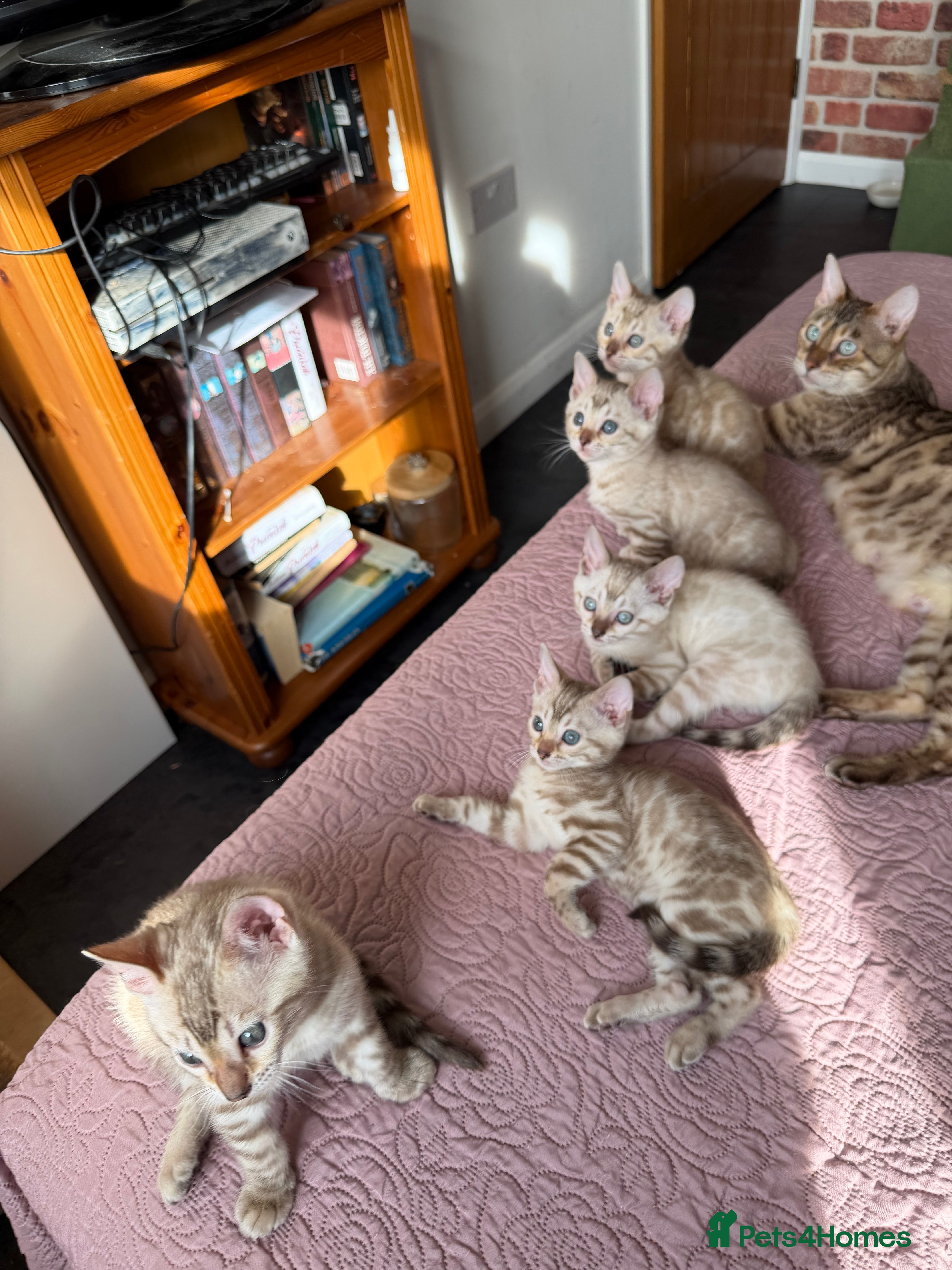 Bengal cats Pure Snow Lynx Bengal Kitten, very socialised! - Advert 17