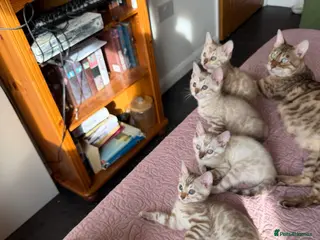 Bengal cats Pure Snow Lynx Bengal Kitten, very socialised! - Advert 17