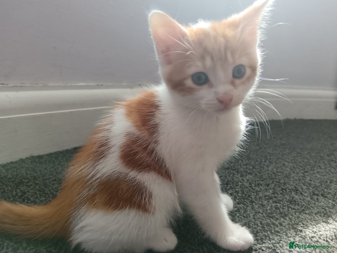 Mixed Breed cats for sale: 3 Gorgeous Kittens - Image 5
