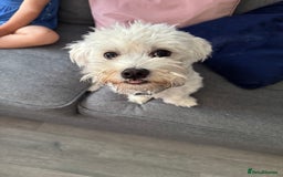 Maltese dogs for sale: REHOMING  - Image 2