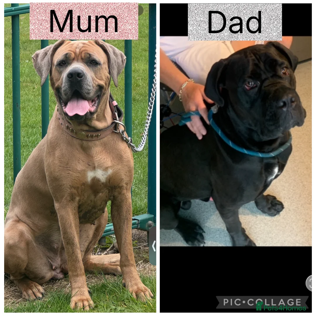 Cane Corso dogs for sale: Cane corso pups - Advert 1