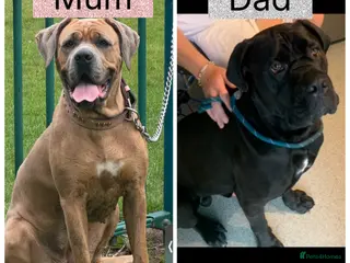 Cane Corso dogs Cane corso pups in Rotherham - Advert 18