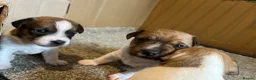 Jack Russell dogs for sale: Jack Russel puppies  - Advert 7