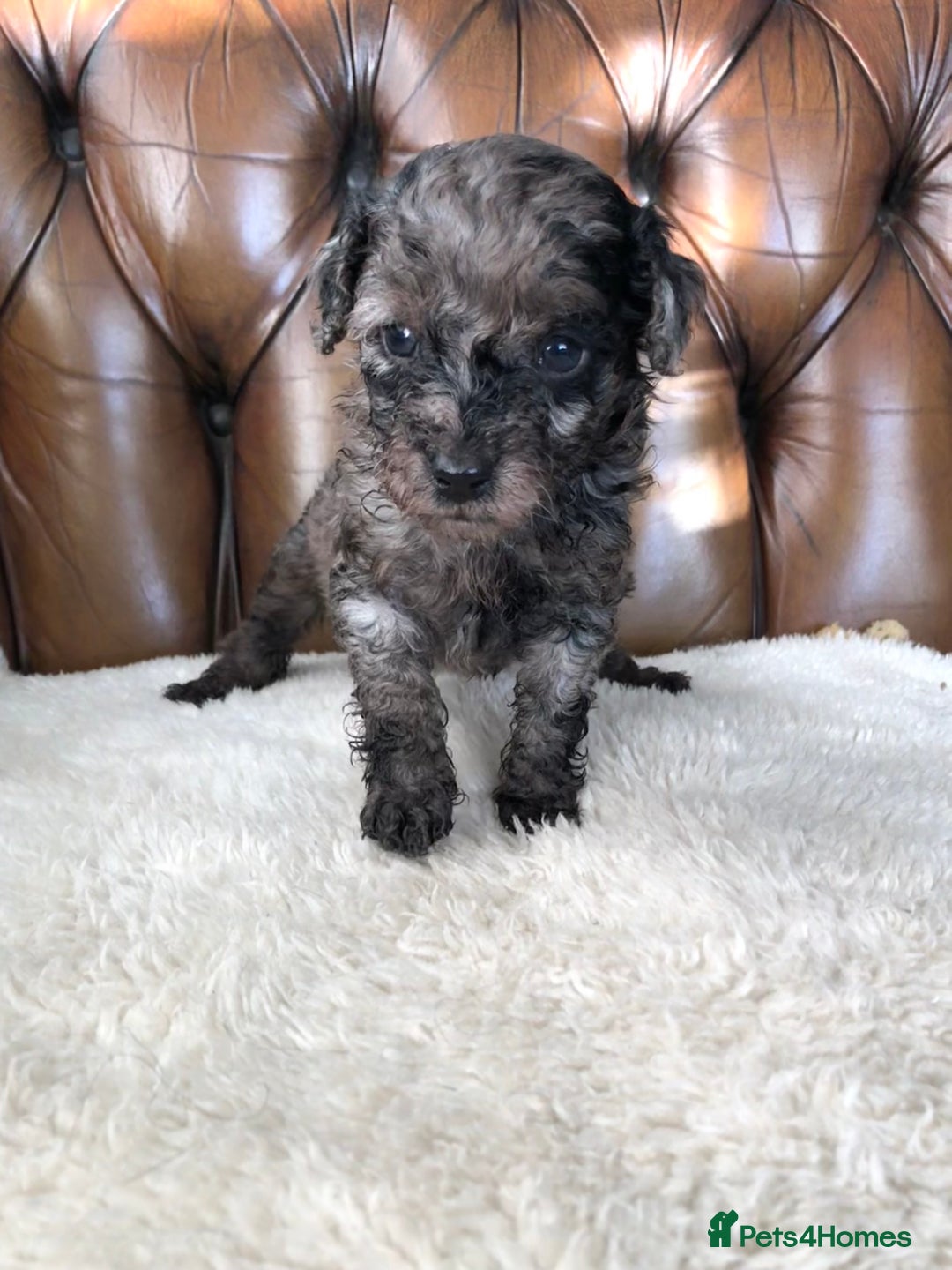 Labradoodle dogs for sale: Miniature Curly-Coated Teddybear Labradoodles  - Advert 21