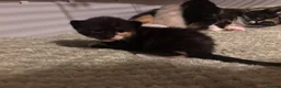 Mixed Breed cats for sale: Beautiful calico and pointed kittens in Woodbridge - Advert 11