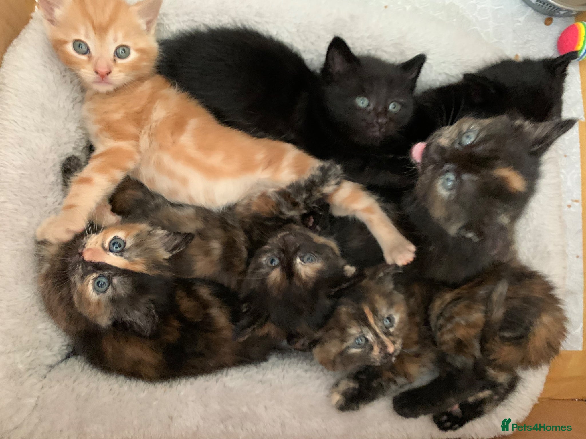 Turkish Angora cats Longhaired Turkish Angora kittens - 3 boys/4 girls - Advert 1
