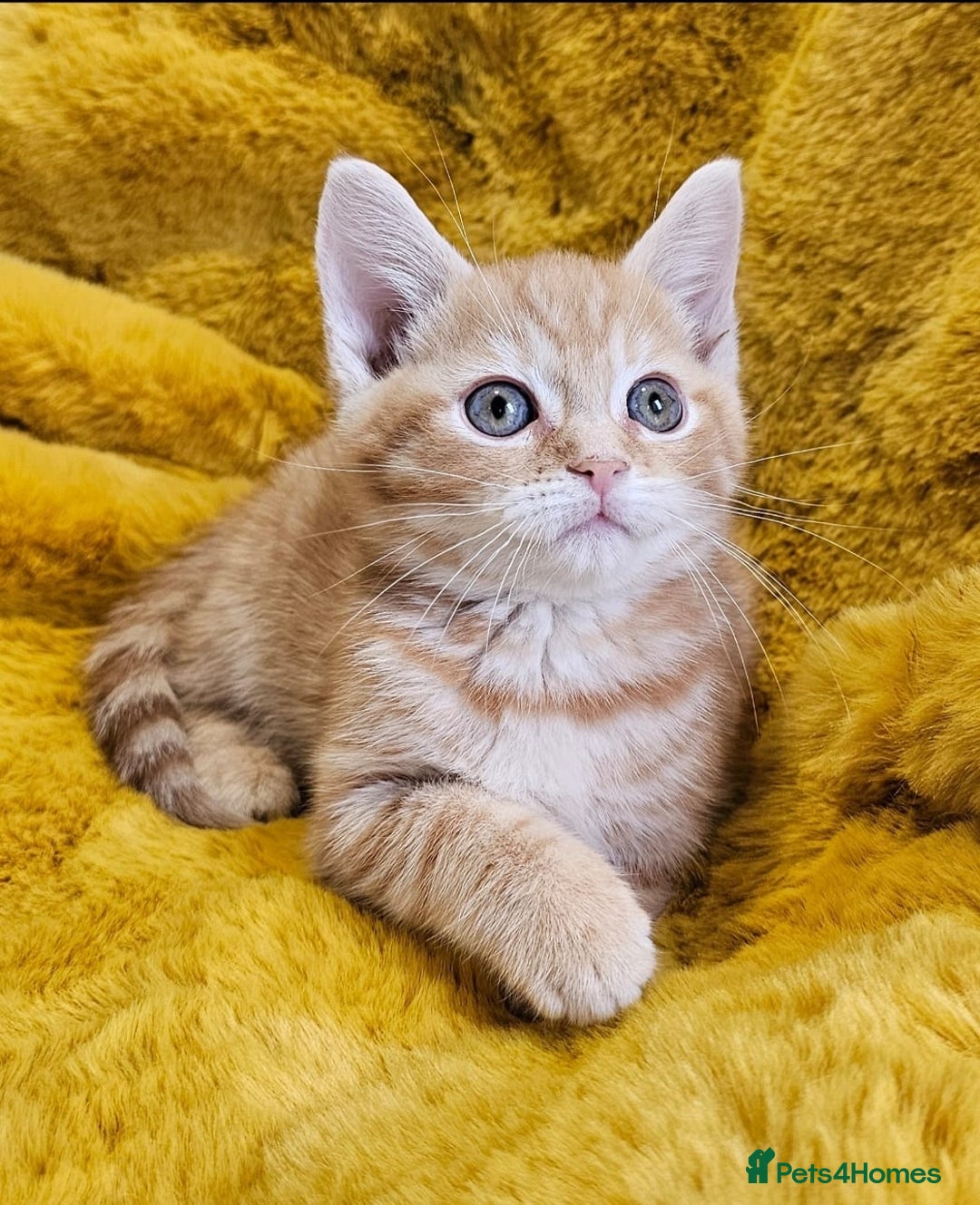 Maine Coon cats for sale: Kittens - Image 3