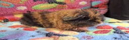 Guinea Pig rodents for sale: Baby Boars In Different Breeds  - Advert 10