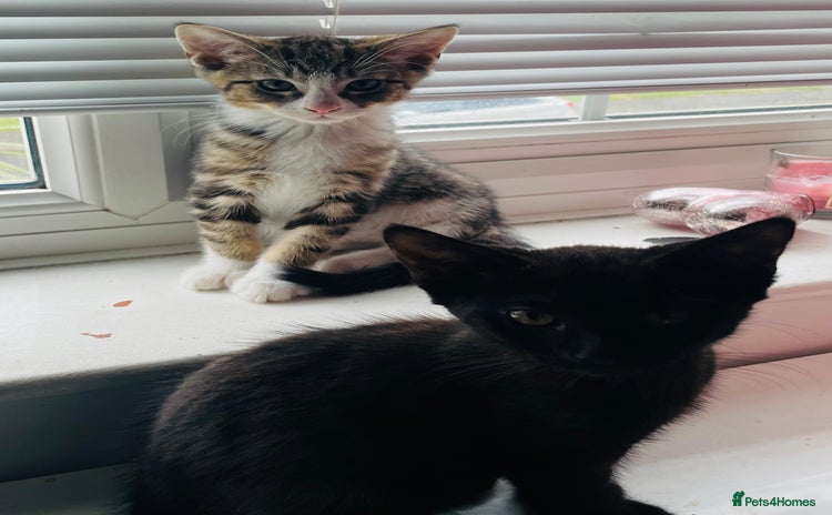 Mixed Breed cats - Advert 1