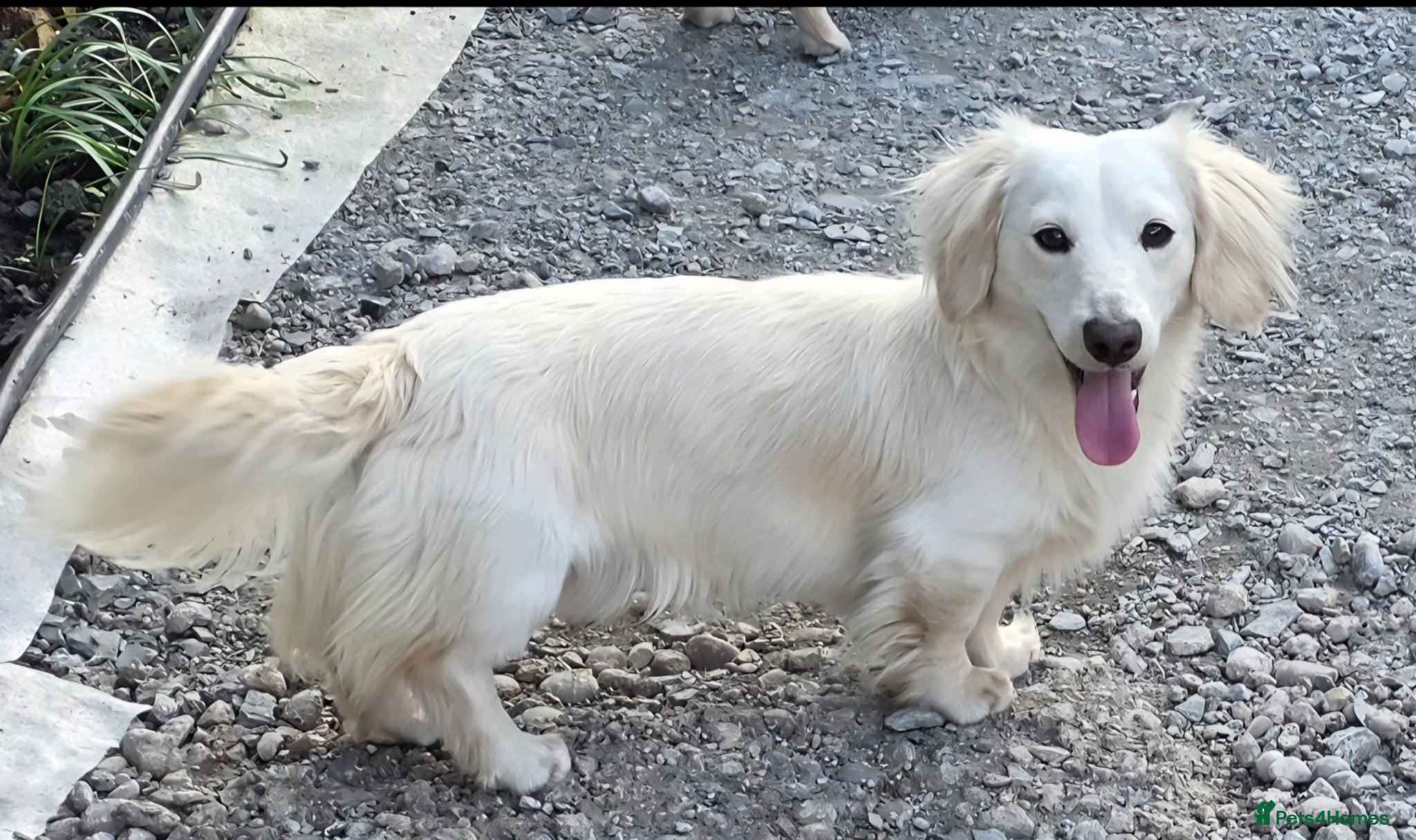 Miniature Dachshund dogs ⭐️STUNNING ee/ii DOUBLE INTENSITY CREAM STUD⭐️ - Advert 8