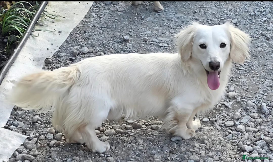 Miniature Dachshund dogs for stud: ⭐️STUNNING ee/ii DOUBLE INTENSITY CREAM STUD⭐️ - Advert 1