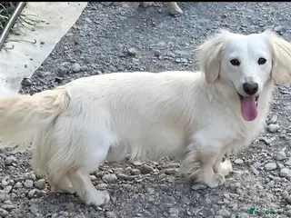 Miniature Dachshund dogs ⭐️STUNNING ee/ii DOUBLE INTENSITY CREAM STUD⭐️ - Advert 8