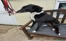 Mixed Breed dogs for sale: Lurcher puppies for sale - Image 14