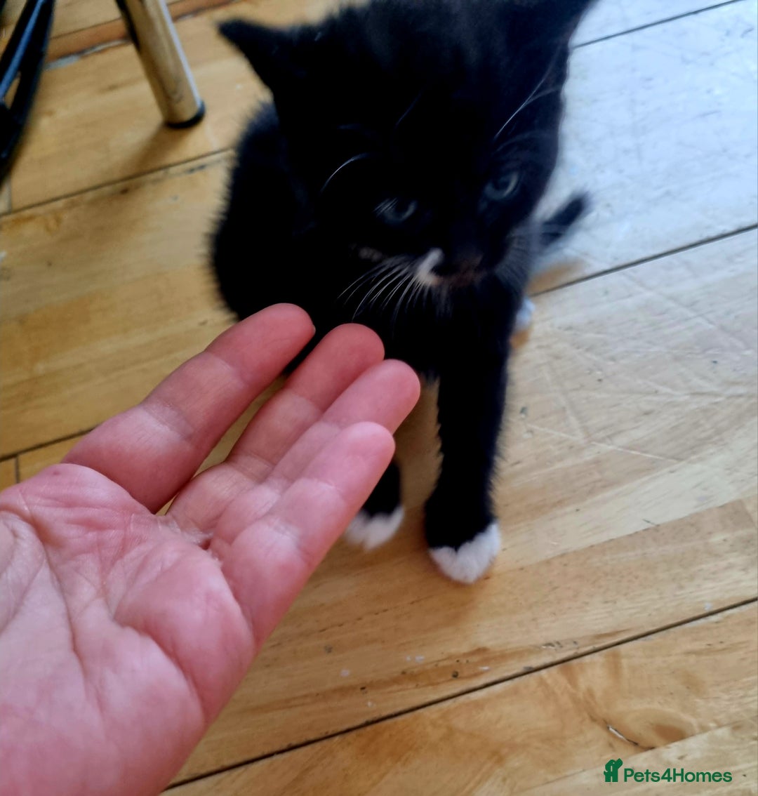 Domestic Shorthair cats for sale: Cats for adoption  - Image 7