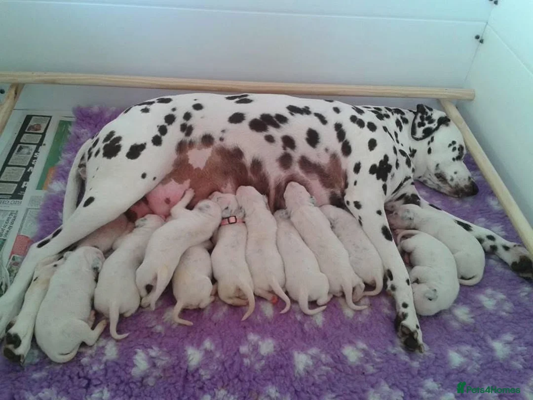 Dalmatian dogs for sale: Exceptional Dalmatian Puppies.  - Advert 15