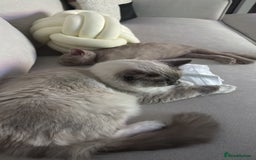 Ragdoll cats for sale: Beautiful Blue point mitted Ragdoll  - Advert 2