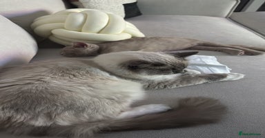 Ragdoll cats Beautiful Blue point mitted Ragdoll  - Advert 11