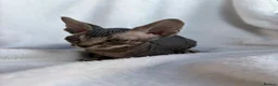 Sphynx cats for sale: Gorgeous stripped Sphynx kittens - Advert 5
