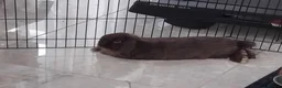 Mini Lop rabbits for sale: Bonded male mini lops in Nottingham - Advert 6