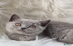 British Shorthair cats for sale: Absolute darling BSH kits GCCF Reg Fantastic type - Image 16