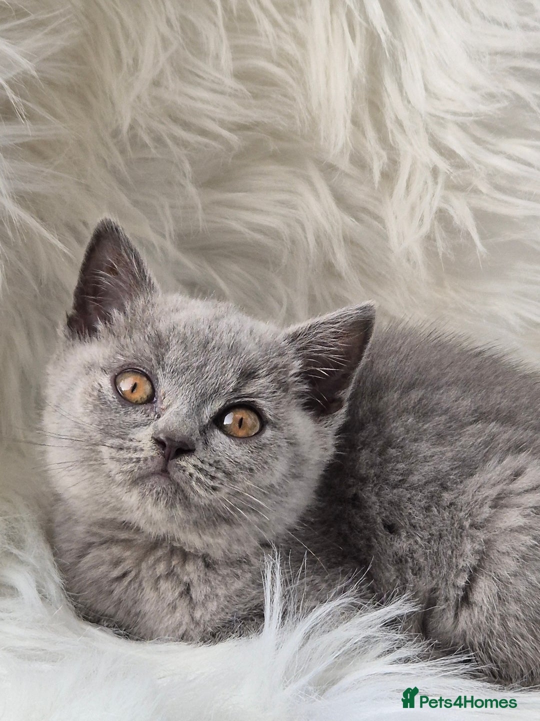 British Shorthair cats for sale: Absolute darling BSH kits GCCF Reg Fantastic type - Image 16