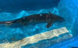 Koi Carp fish for sale: Various koi carp for sale  - Image 22