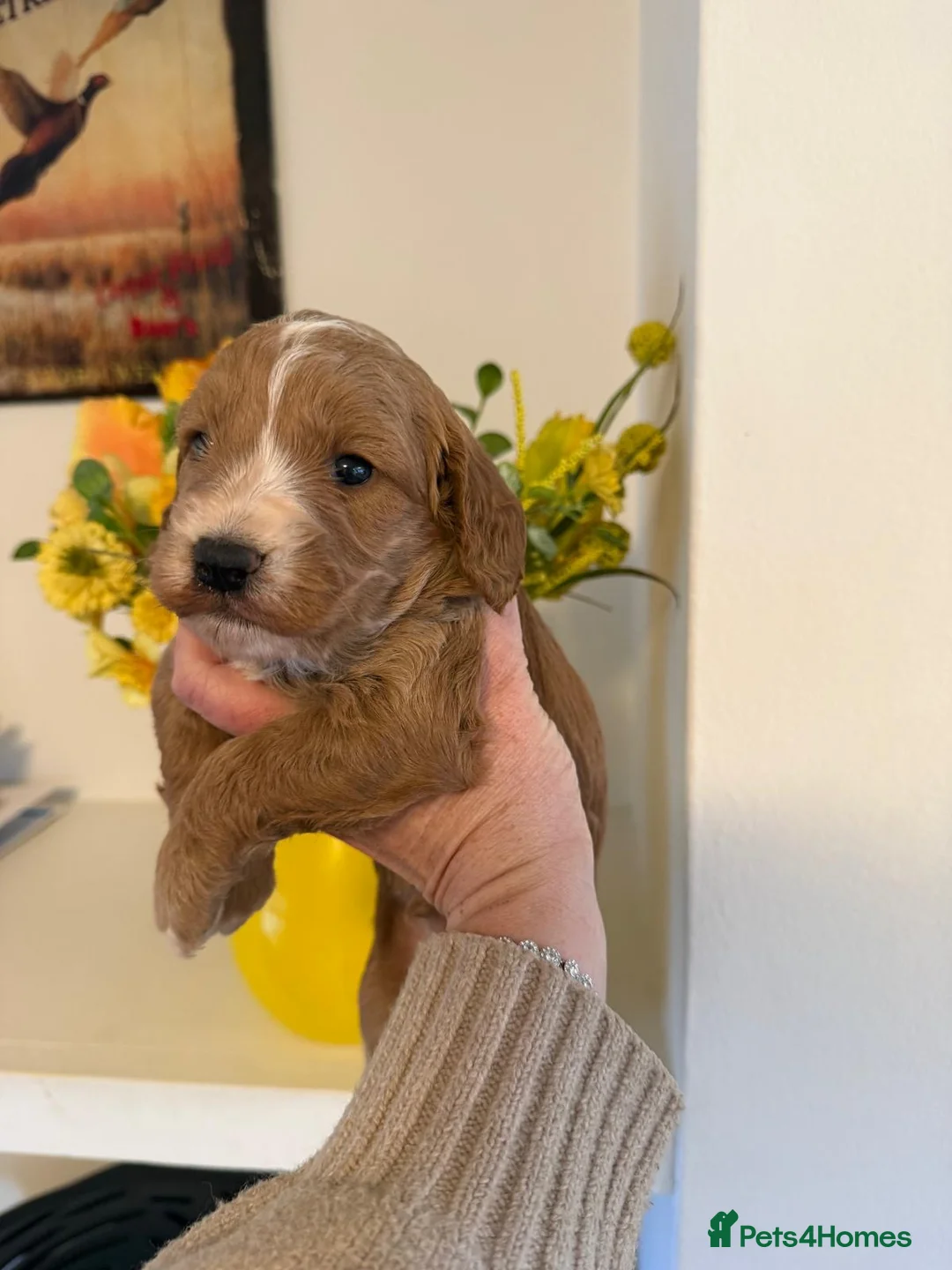 Cockapoo dogs for sale: BEAUTIFUL COCKAPOO BOYS - Advert 6