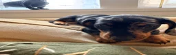 Dachshund dogs for sale: Dachund dapple boy - Advert 5