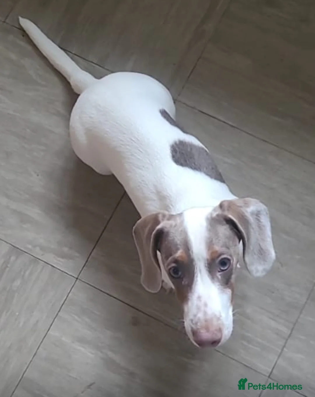 Miniature Dachshund dogs for sale: Mini Dautchund Puppy For Sale  - Advert 7