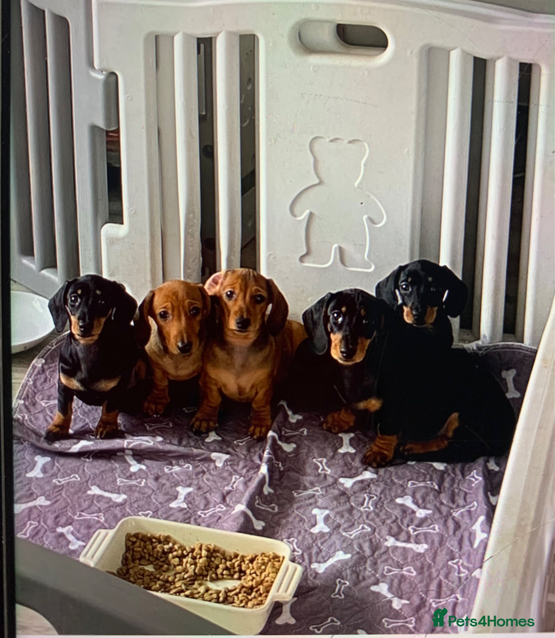 Dachshund dogs KC Miniature Smooth haired Dachshund  - Advert 2