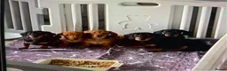 Dachshund dogs for sale: KC Miniature Smooth haired Dachshund  in Middlesbrough - Advert 2