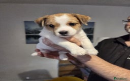 Jack Russell dogs for sale: 3 remaining pups - Image 10