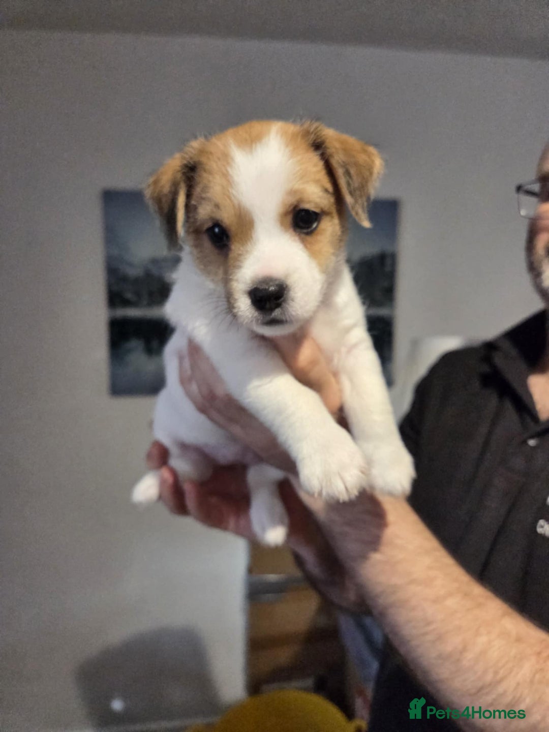 Jack Russell dogs for sale: 3 remaining pups - Image 10