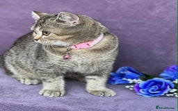 British Shorthair cats for sale: OPEN TO OFFERS TICA registered BSH kittens - Image 9