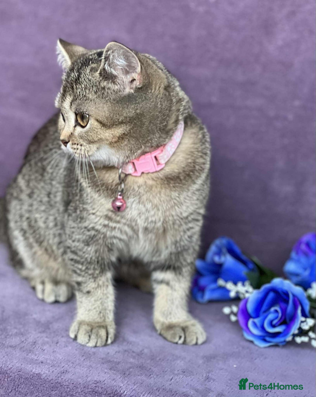 British Shorthair cats for sale: OPEN TO OFFERS TICA registered BSH kittens - Image 9