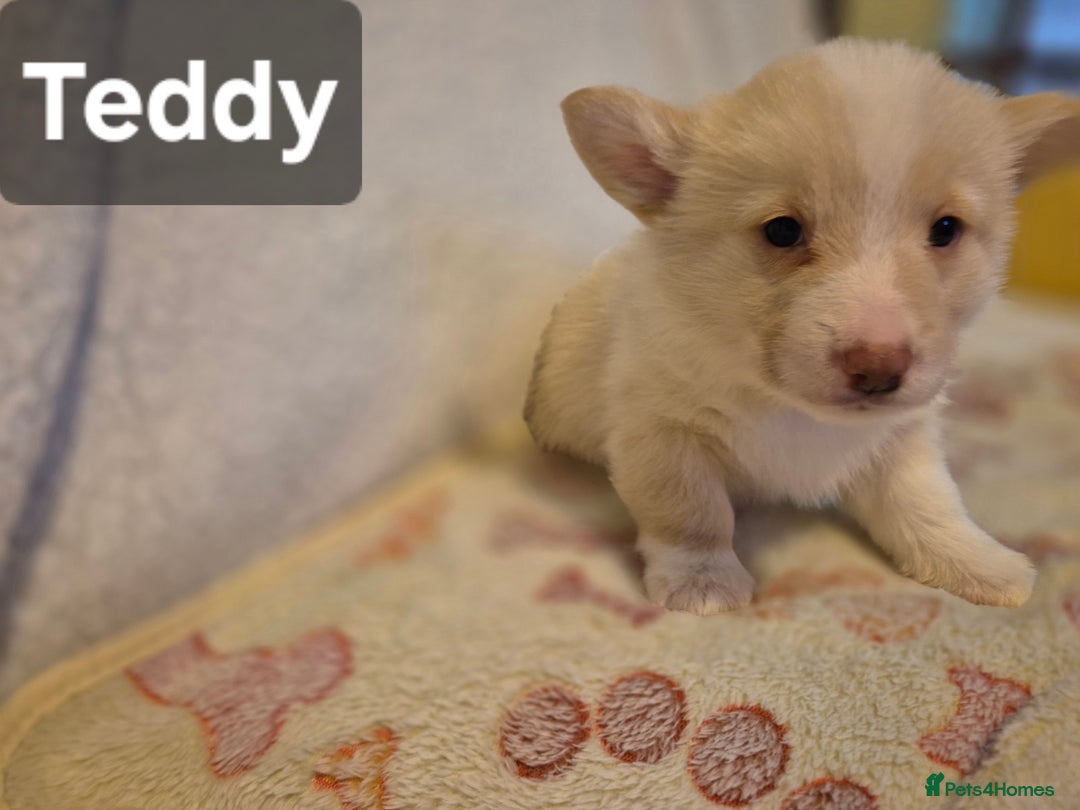 Welsh Corgi Pembroke dogs for sale: 8 Pembroke corgi puppy's - Advert 30