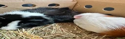 Guinea Pig rodents for sale: Ziggy and Zuko in London - Advert 2
