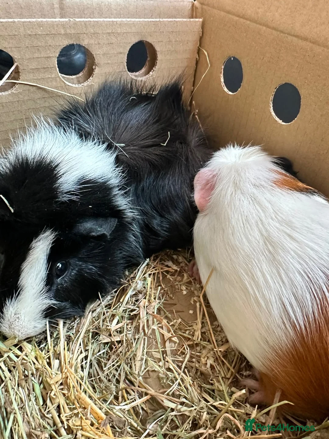 Guinea Pig rodents for sale: Ziggy and Zuko in London - Advert 2