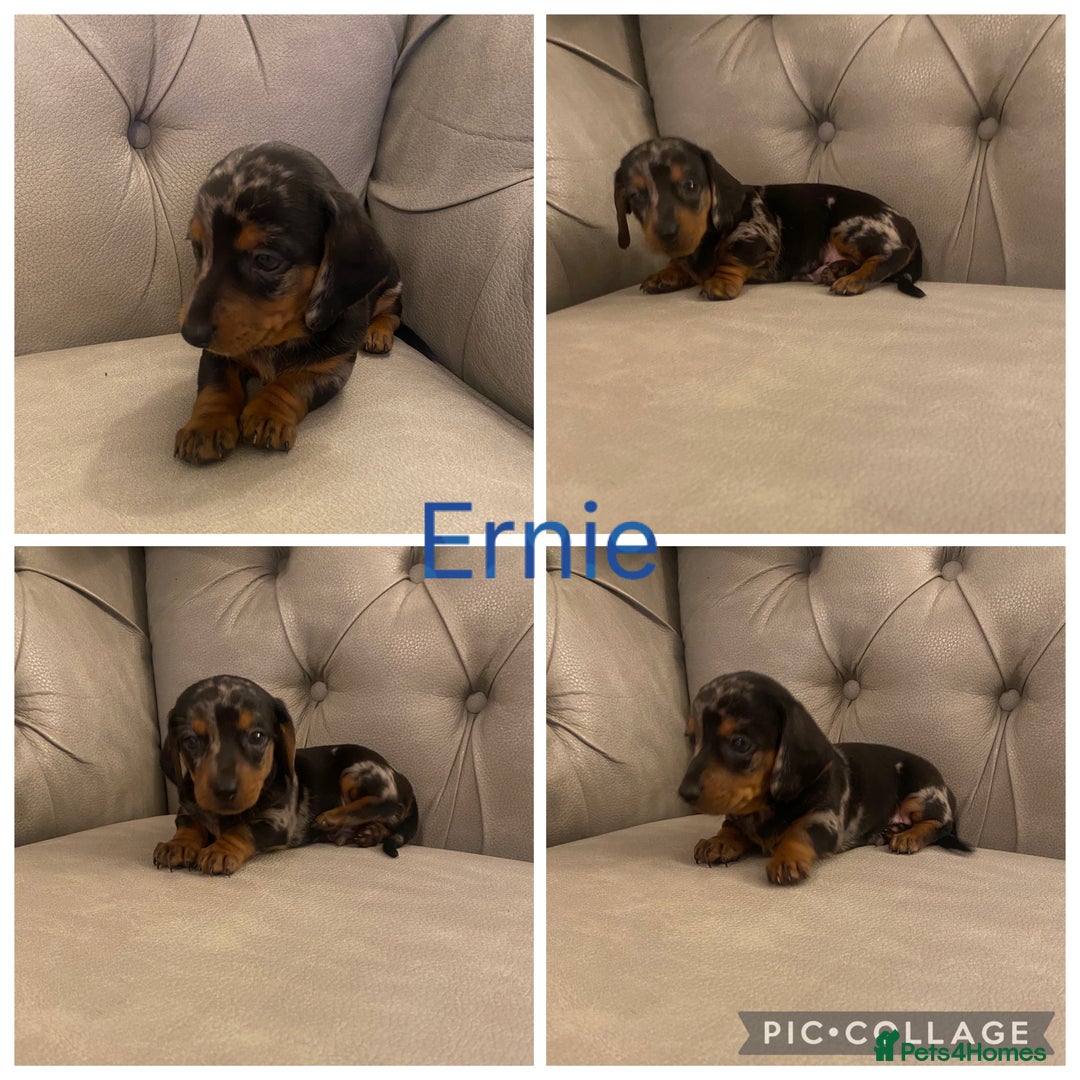 Miniature Dachshund dogs for sale: Miniture dachshund puppies  - Advert 3