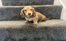 Miniature Dachshund dogs for sale: READY NOW Cream Longhair miniature dachshunds  - Image 10