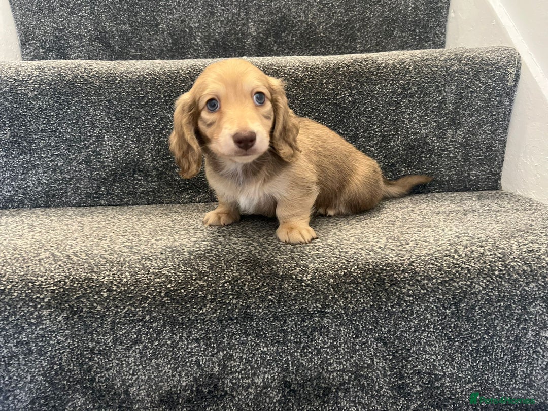 Miniature Dachshund dogs for sale: READY NOW Cream Longhair miniature dachshunds  - Image 10