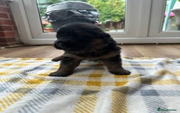 German Shepherd dogs for sale: KC show line German Shepherd puppies - Image 10
